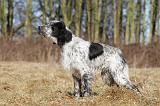 SETTER ANGLAIS 014